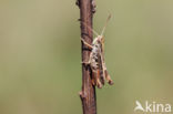 Orange-tipped Grasshopper (Omocestus heamorrhoidalis)