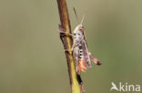 Bruin schavertje (Omocestus heamorrhoidalis)