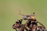 Orange-tipped Grasshopper (Omocestus heamorrhoidalis)