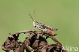 Orange-tipped Grasshopper (Omocestus heamorrhoidalis)