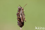 Orange-tipped Grasshopper (Omocestus heamorrhoidalis)