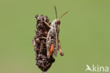 Orange-tipped Grasshopper (Omocestus heamorrhoidalis)