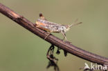 Orange-tipped Grasshopper (Omocestus heamorrhoidalis)