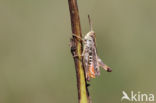 Orange-tipped Grasshopper (Omocestus heamorrhoidalis)