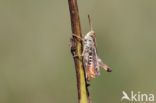 Bruin schavertje (Omocestus heamorrhoidalis)