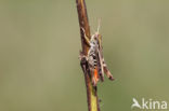 Orange-tipped Grasshopper (Omocestus heamorrhoidalis)