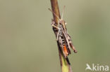 Orange-tipped Grasshopper (Omocestus heamorrhoidalis)