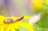 Bruine sprinkhaan (Chorthippus brunneus)