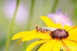 Bruine sprinkhaan (Chorthippus brunneus)