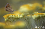 Bruine vuurvlinder (Lycaena tityrus)