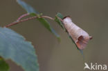 Bruine wapendrager (Clostera curtula)