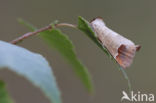 Bruine wapendrager (Clostera curtula)