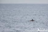 Harbour Porpoise (Phocoena phocoena)
