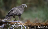 Buizerd (Buteo buteo)