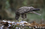 Common Buzzard (Buteo buteo)