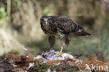 Common Buzzard (Buteo buteo)