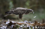 Common Buzzard (Buteo buteo)