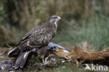 Common Buzzard (Buteo buteo)