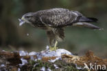 Buizerd (Buteo buteo)