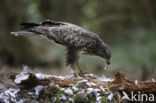 Common Buzzard (Buteo buteo)