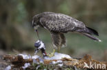 Buizerd (Buteo buteo)