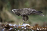 Common Buzzard (Buteo buteo)