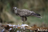 Common Buzzard (Buteo buteo)