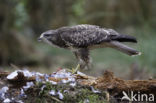 Common Buzzard (Buteo buteo)