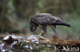 Common Buzzard (Buteo buteo)