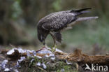 Buizerd (Buteo buteo)