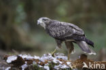 Buizerd (Buteo buteo)