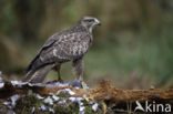 Buizerd (Buteo buteo)