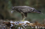 Buizerd (Buteo buteo)