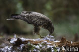 Common Buzzard (Buteo buteo)