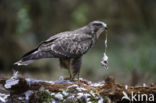 Buizerd (Buteo buteo)