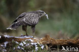 Common Buzzard (Buteo buteo)