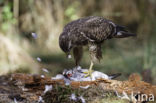 Common Buzzard (Buteo buteo)