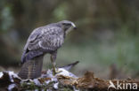 Buizerd (Buteo buteo)