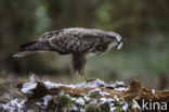 Common Buzzard (Buteo buteo)