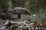 Common Buzzard (Buteo buteo)