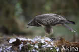 Common Buzzard (Buteo buteo)