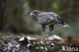 Buizerd (Buteo buteo)