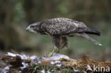 Common Buzzard (Buteo buteo)