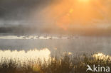 Canadese Gans (Branta canadensis)