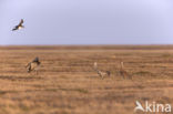 Cuba Sandhill Crane (Grus canadensis nesiotes)