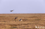 Cuba Sandhill Crane (Grus canadensis nesiotes)