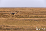 Cuba Sandhill Crane (Grus canadensis nesiotes)