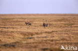 Cuba Sandhill Crane (Grus canadensis nesiotes)