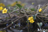 Arctic Buttercup (Catha palustris Flabellifolia)