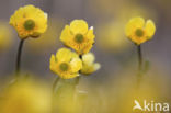 Arctic Buttercup (Catha palustris Flabellifolia)